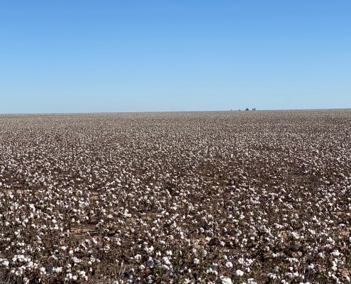 dirt farm field with cotton