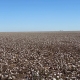 dirt farm field with cotton