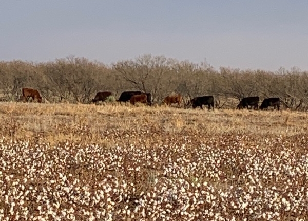 cotton in field with black cattle in the background