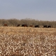 cotton in field with black cattle in the background