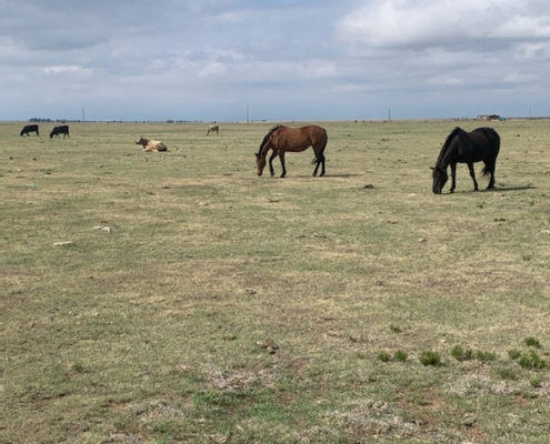 brown horses grazing on green grass