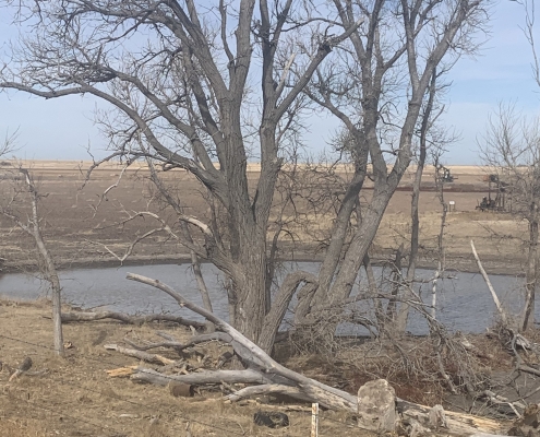 tree with no leaves in farm grass